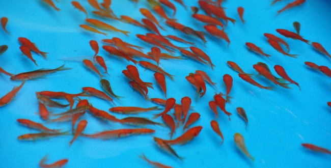 「金魚すくいの金魚にお勧め唐辛子殺菌【金魚の飼い方】」のアイキャッチ画像